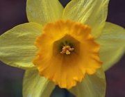 25th Mar 2010 - Daffodills for Spring