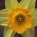 Daffodills for Spring by graceratliff