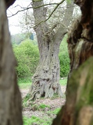 15th Apr 2011 - Treebeard's slightly less fearsome brother