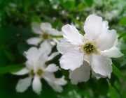 14th Apr 2011 - Blossom