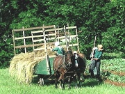 16th Apr 2011 - Amish Farmers