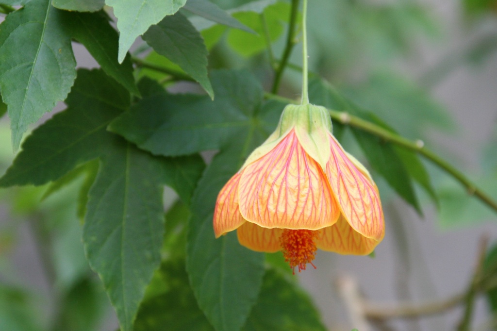 Flowering Maple by falcon11
