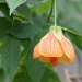 Flowering Maple by falcon11