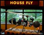 15th Apr 2011 - Giant House Fly!
