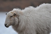 26th Mar 2010 - Sheep