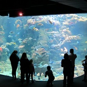 16th Apr 2011 - Steinhart Aquarium