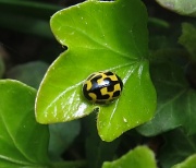 16th Apr 2011 - Ladybird, ladybird fly away home . 