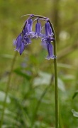 16th Apr 2011 - Bluebell