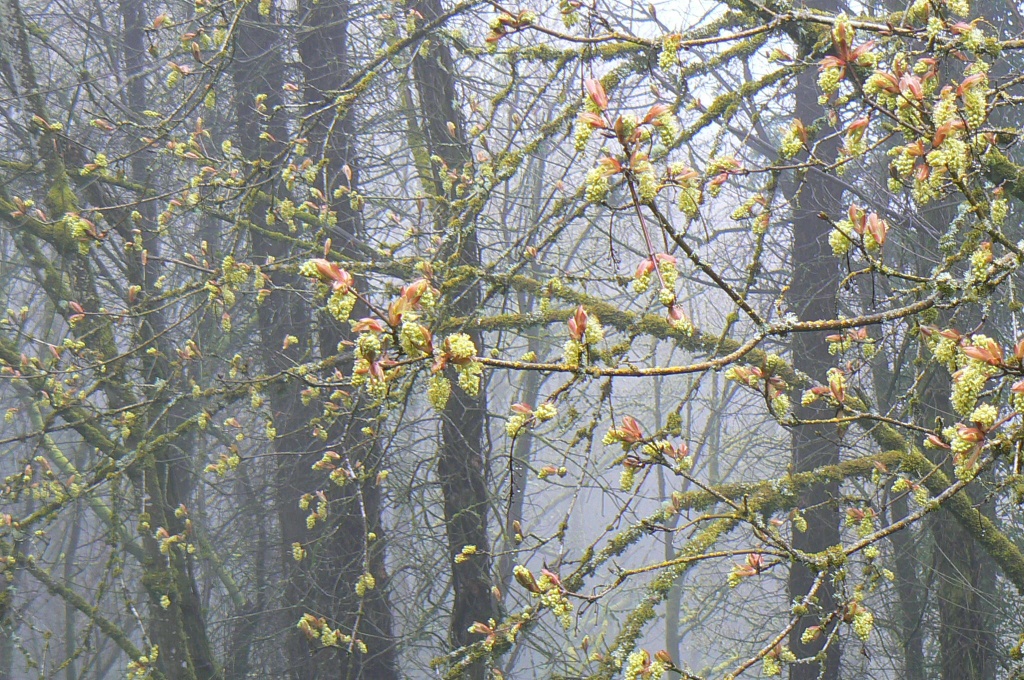 spring fog in Benezra Woods by reba