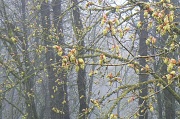 16th Apr 2011 - spring fog in Benezra Woods