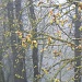 spring fog in Benezra Woods by reba