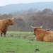 the MacKenzie Cows by sarah19