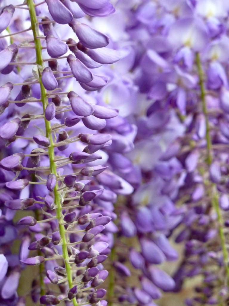 Wisteria Surprise by helenmoss