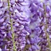Wisteria Surprise by helenmoss