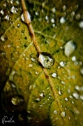 16th Apr 2011 - Rain drops on a leaf