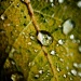 Rain drops on a leaf by vikdaddy