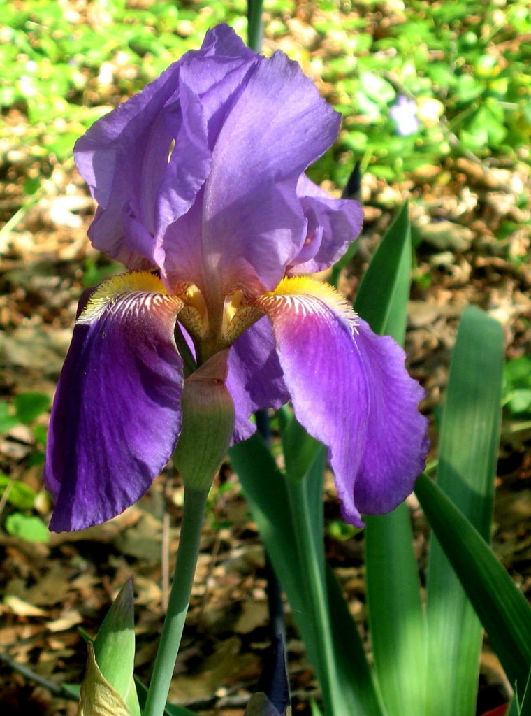Purple Iris by vernabeth