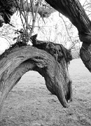 16th Apr 2011 - A tree named horse