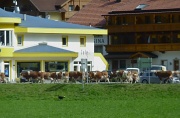 12th Apr 2011 - Until The Cows Come Home