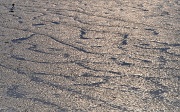 16th Apr 2011 - Duck on Mud Flats