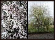 16th Apr 2011 - Images of Spring