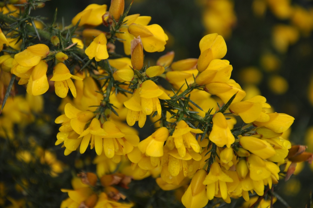 Scotch Broom Is Supposted To Mean Spring by mamabec