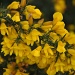 Scotch Broom Is Supposted To Mean Spring by mamabec