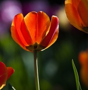 14th Apr 2011 - Lynn's Backlit Tulips