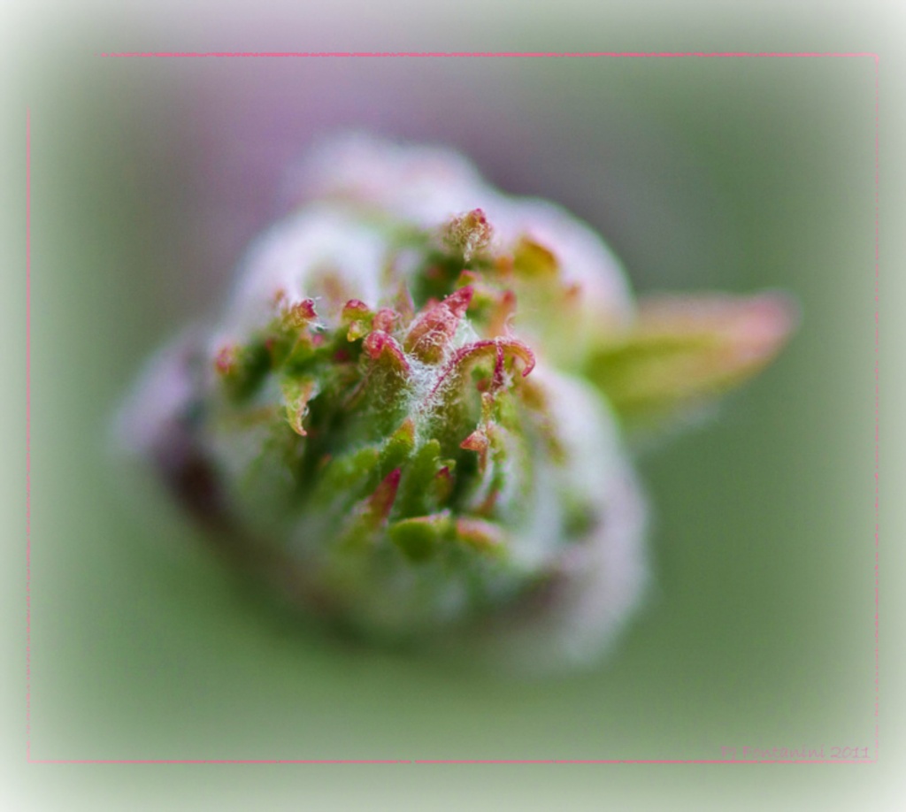 Bud by bluemoon