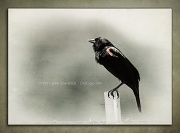 16th Apr 2011 - Redwinged Blackbird