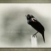 Redwinged Blackbird by aikiuser