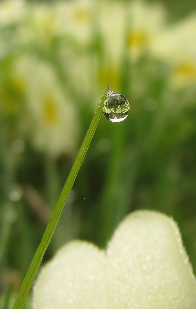 Dew Drop by itsonlyart