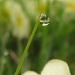 Dew Drop by itsonlyart