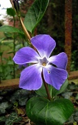 16th Apr 2011 - Periwinkle Flower