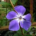 Periwinkle Flower by itsonlyart