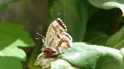 17th Apr 2011 - A TINY BUTTERFLY
