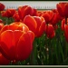 Tulip Fields by geertje