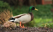 17th Apr 2011 - Rain is for ducks