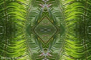 17th Apr 2011 - Palm Frond Collage
