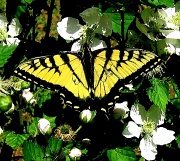 18th Apr 2011 - Tiger Swallowtail