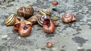17th Apr 2011 - Snail shells
