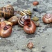 Snail shells by dulciknit