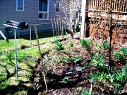 17th Apr 2011 - My Garden