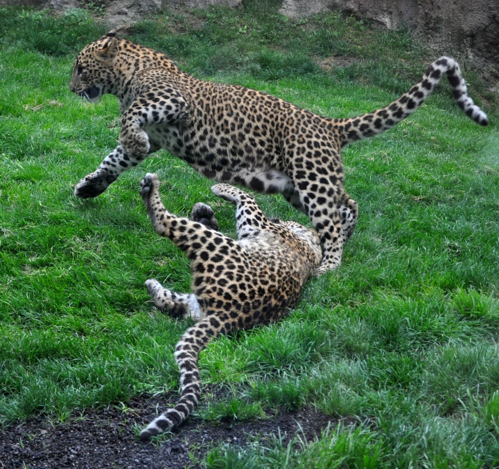 Leopard Cubs Playing  by philbacon