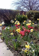 17th Apr 2011 - Spring in my Dad's Garden