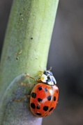 17th Apr 2011 - Lucky Ladybug