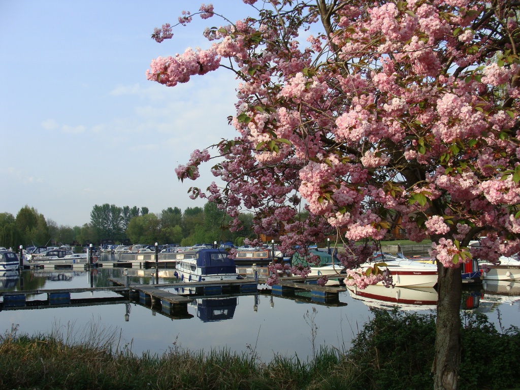 Boats and blossom at Buckden marina by busylady
