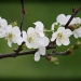 Cherry Blossoms by svestdonley