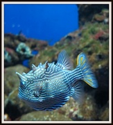18th Apr 2011 - One cute fish