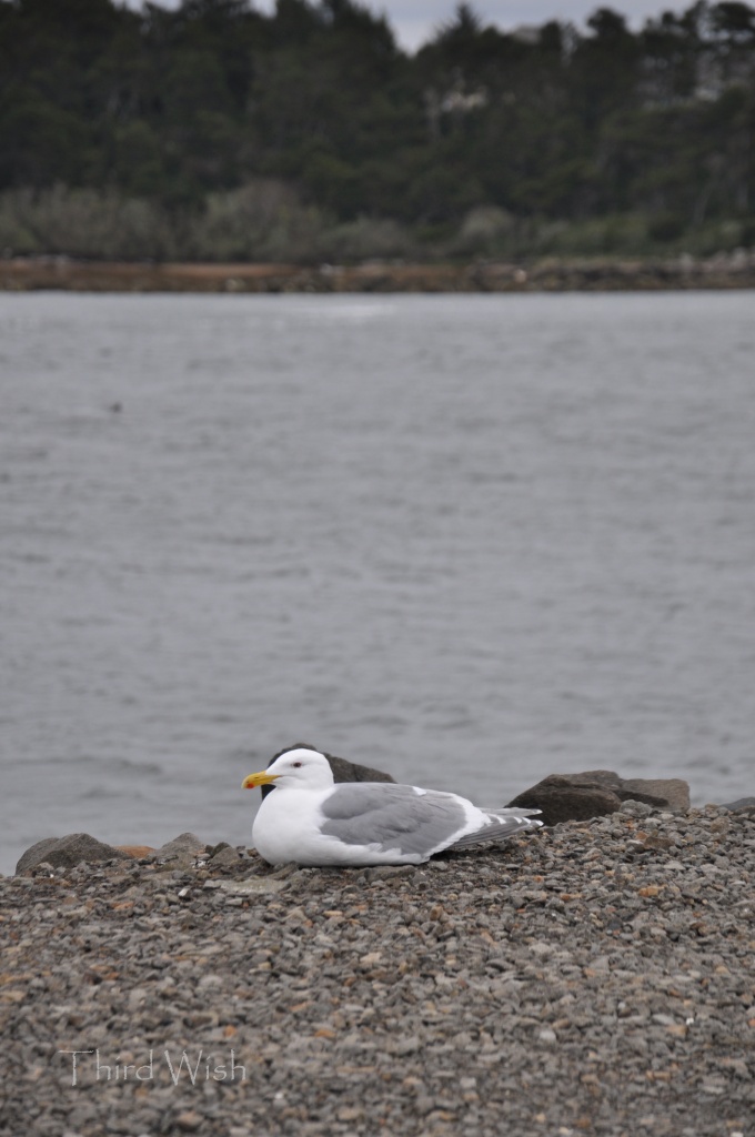 A Gray Gull Day by mamabec
